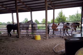 Equine Assisted Learning