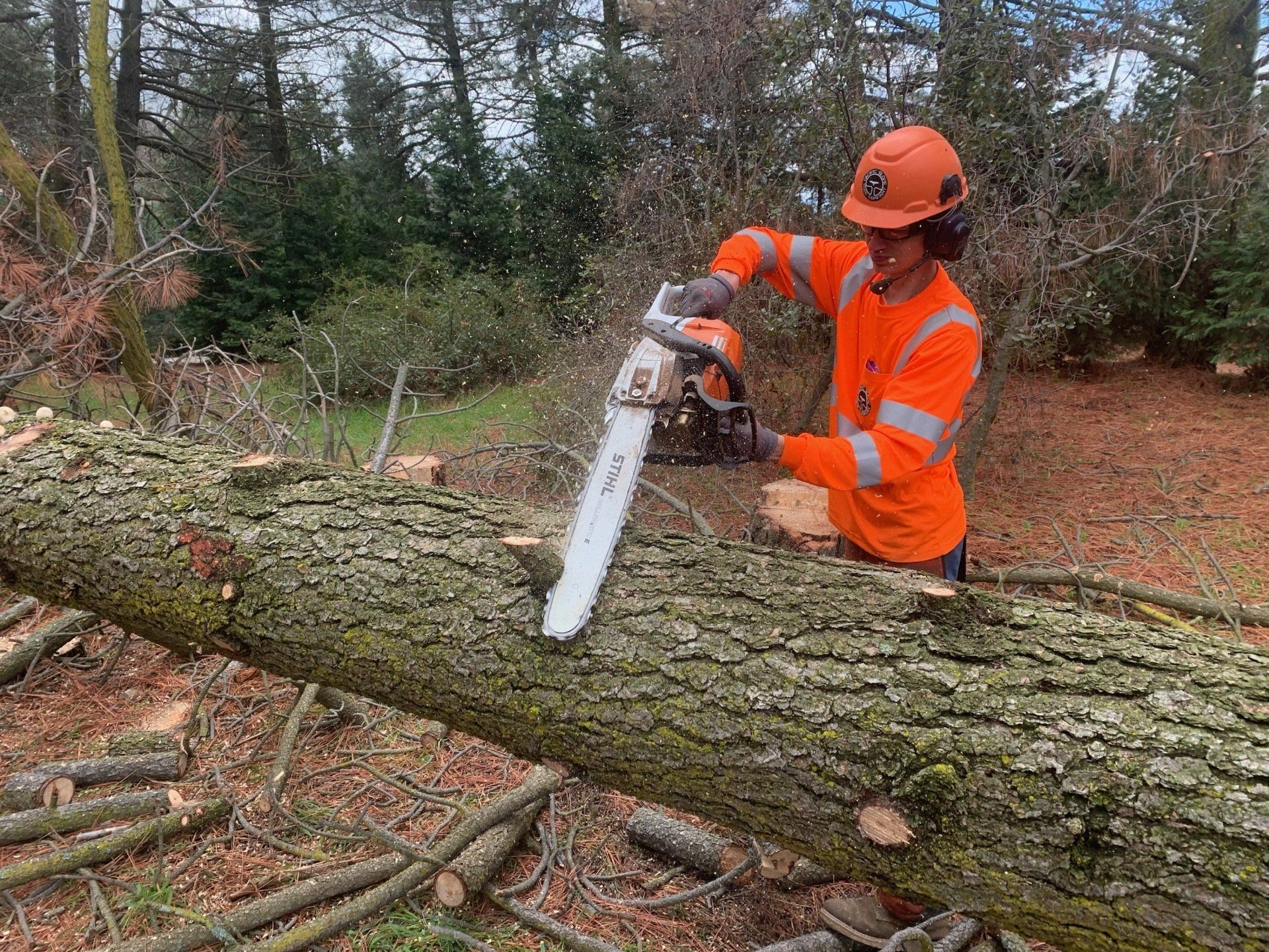 Pacific Slope Tree Service working on a tree