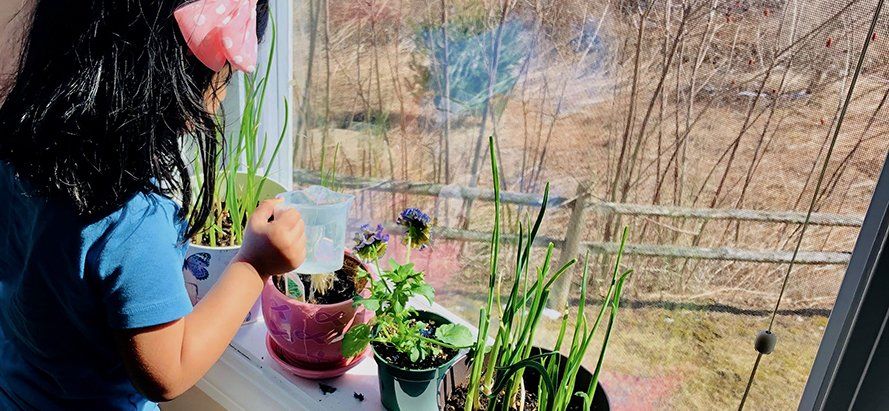kindergarten aged child watering plants