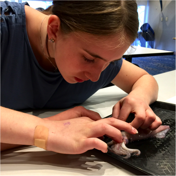 Adolescent examining squid on a tray