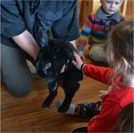Adult hands holding a rabbit, toddler child patting rabbit