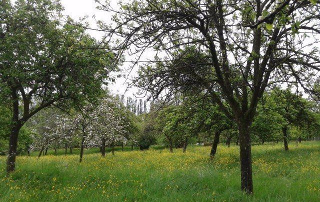 Galhampton Orchard Orchard