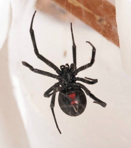 Black Widow