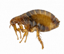 Flea 2
