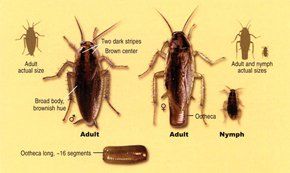 German Cockroach