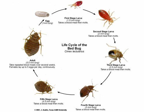 Bed Bugs