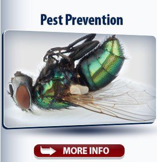 Pest Prevention