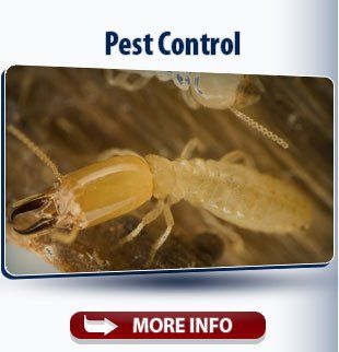Pest Control