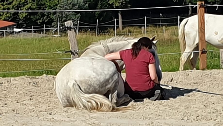 APM nach Penzel fürs Pferd Annette Gutjahr Farblicht Moxa