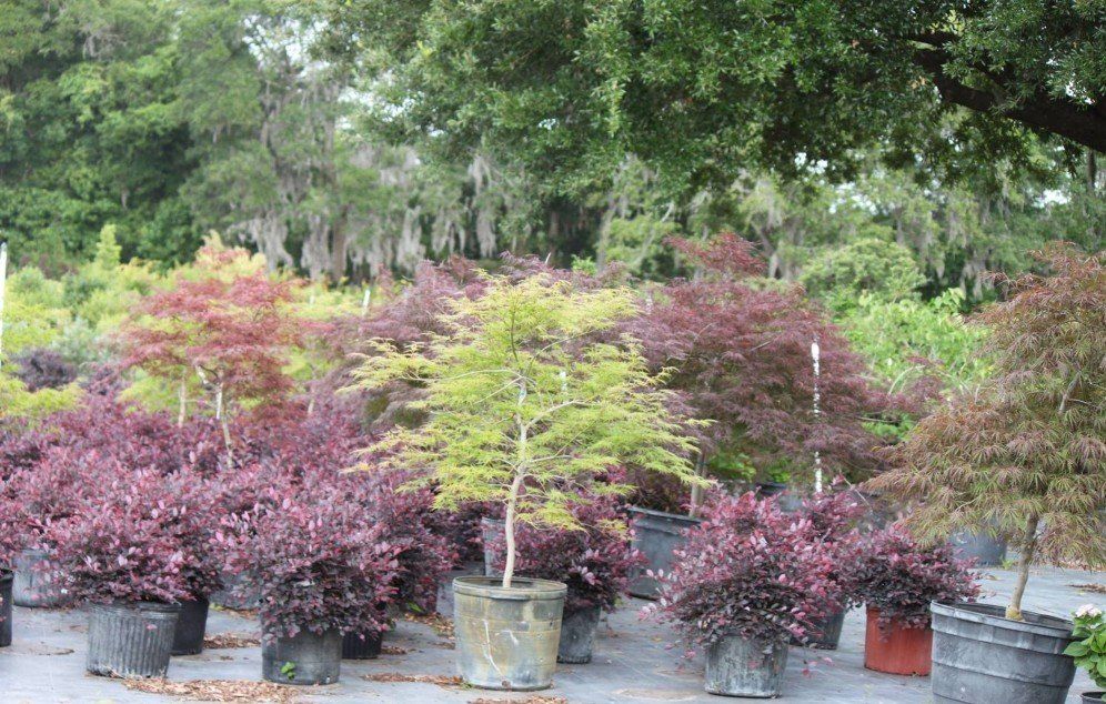 Nursery — Shrubs in Savannah, GA