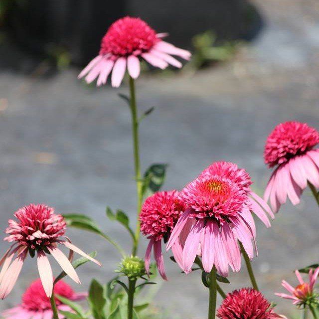 Garden — Perennials in Garden in Savannah, GA