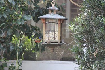 Deer Resistant Plant — Bird Cage in Savannah, GA