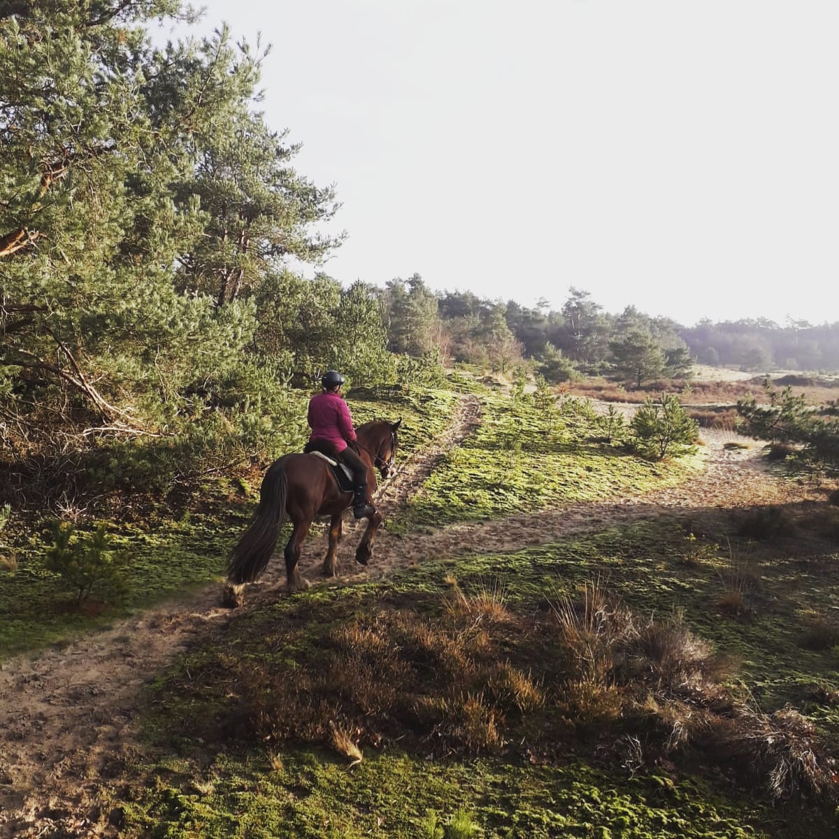 Een persoon rijdt op een bruin paard over een zandpad in een zonnig bos.