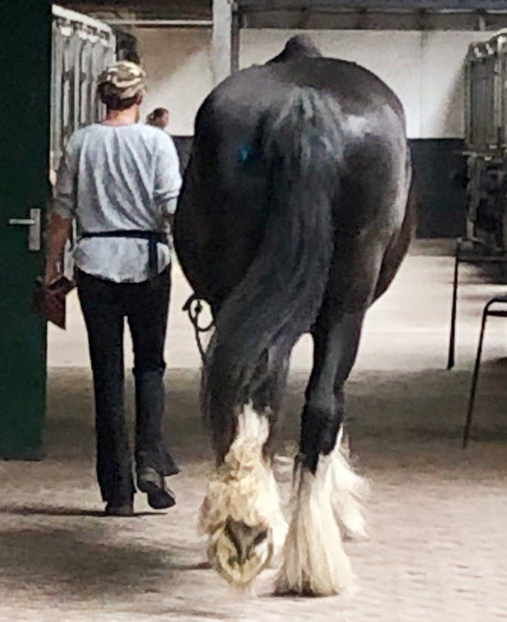 Een persoon leidt een groot zwart paard met vederachtige witte benen in een stal.