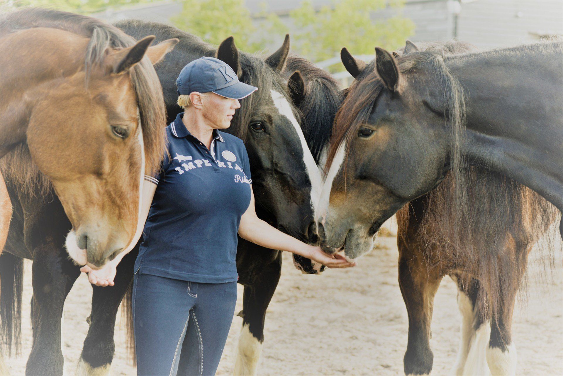 Een vrouw met een petje geeft vier paarden, twee bruine en twee zwarte, buiten te eten.