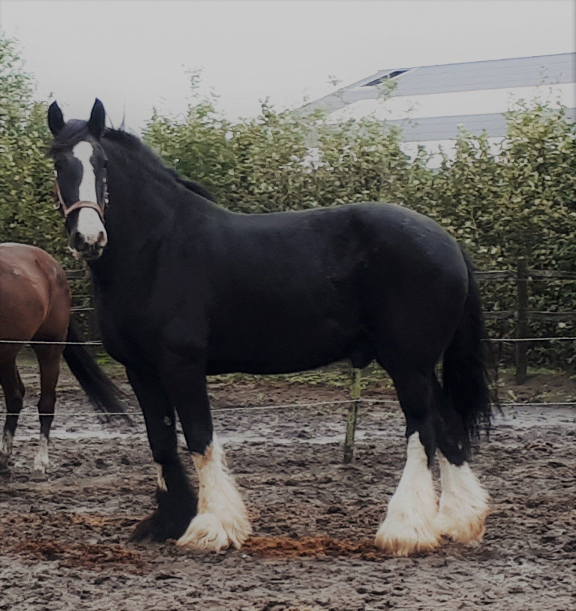 GENTLE GIGANT TYSON