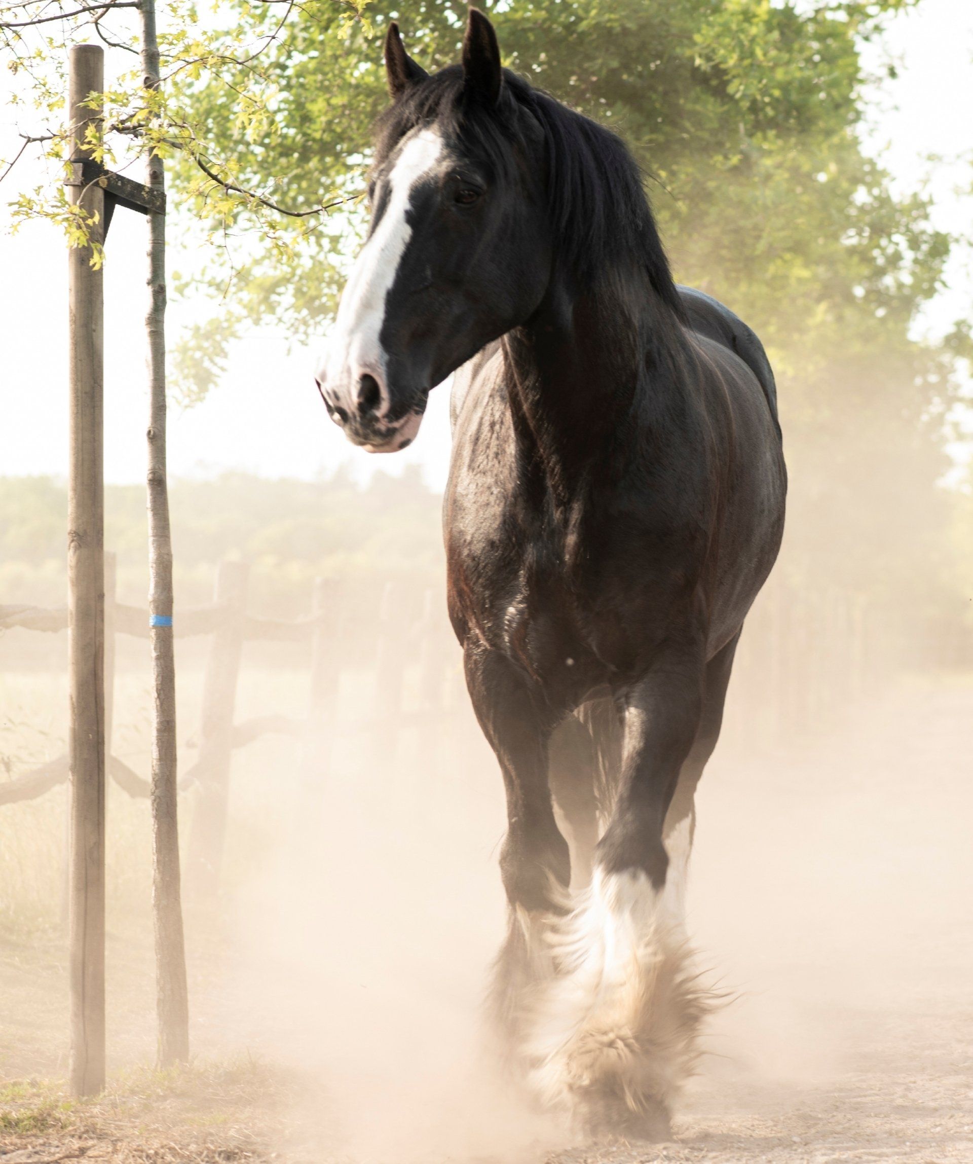 Shire horse Tyson