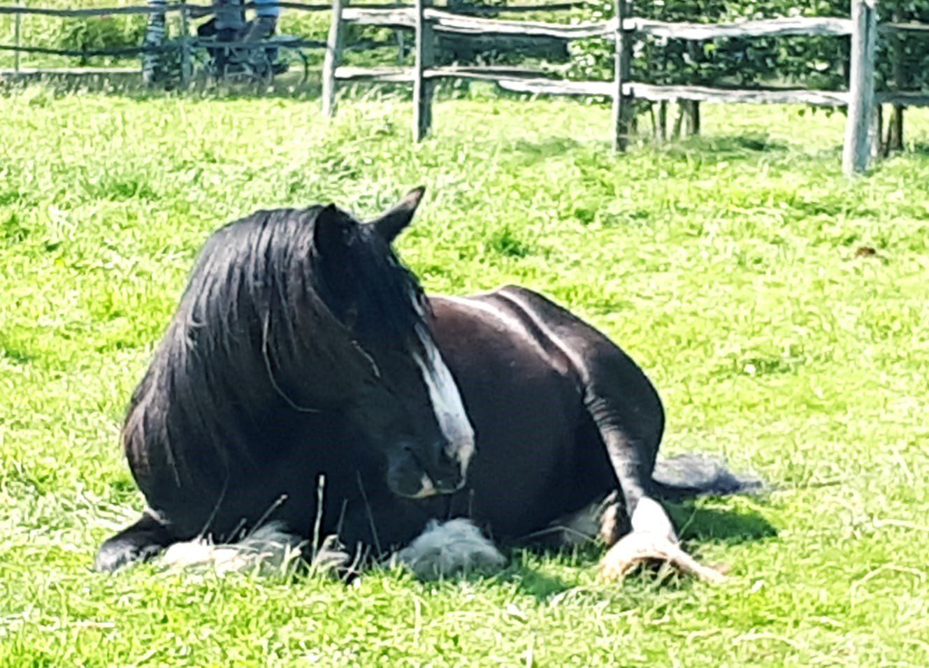 Zwart paard, met witte streep op het gezicht en de benen, rust in het groene gras, vlakbij een houten hek.