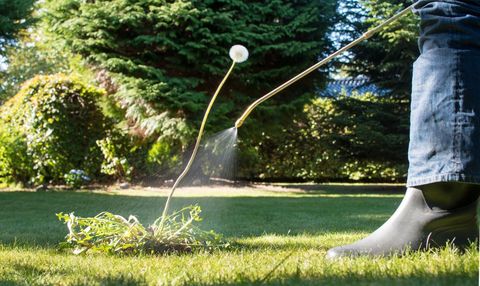 water spraying plant