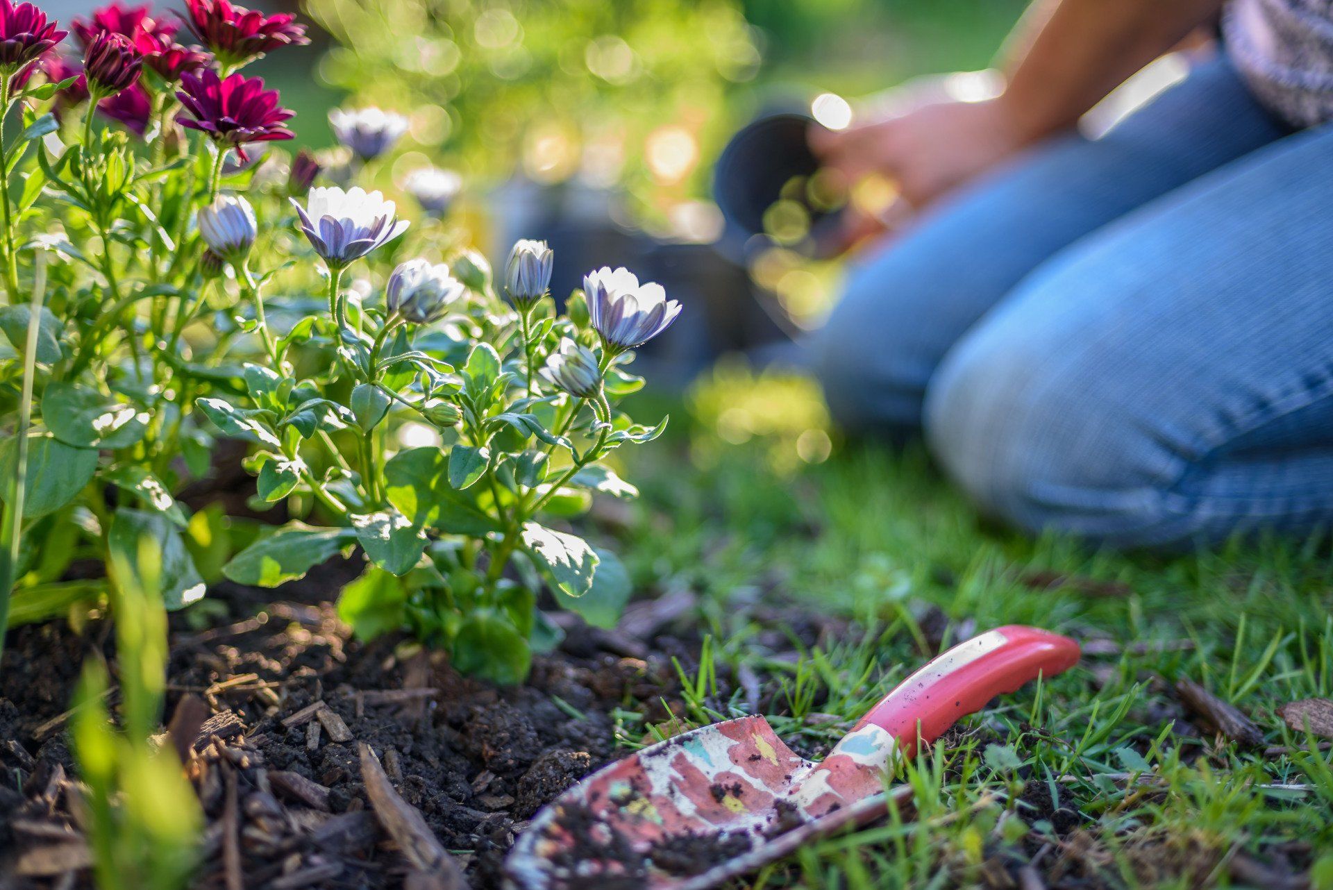 shrub and tree care