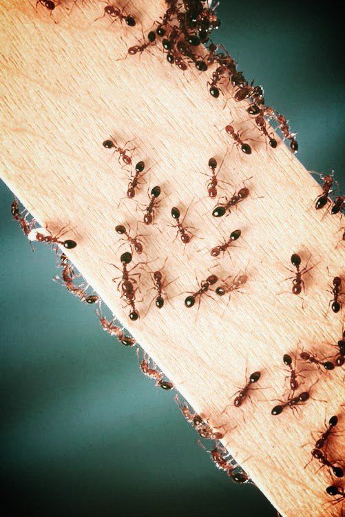 Seymour pest control, infestation, pest control