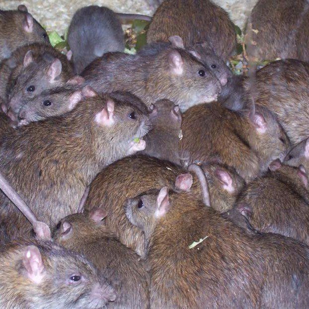 Seymour pest control, rats, pest control