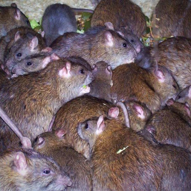 Seymour pest control, rats, pest control