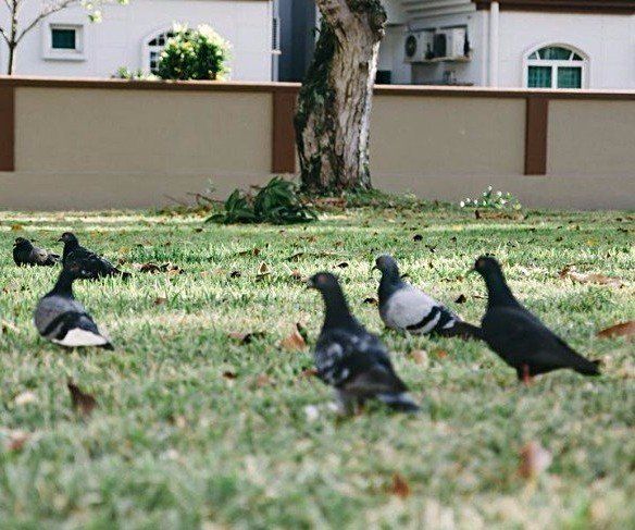 Seymour pest control, pigeons, pest control