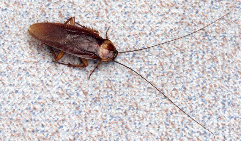 Seymour pest control, fumigation, pest control