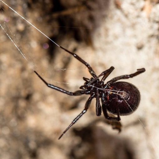 Seymour pest control, spiders, pest control