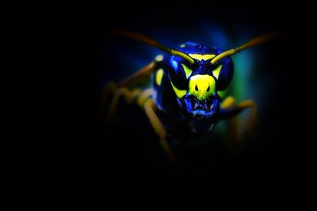 Seymour pest control, wasps, pest control