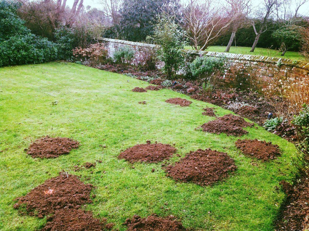 Seymour pest control, moles/rabbits/squirrels, pest control