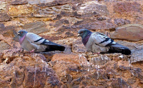 Bird control eliminates: - Bird fouling - Aggressive behaviour - Nesting in or on buildings - Noise problems - Ground nesting Free expert advice