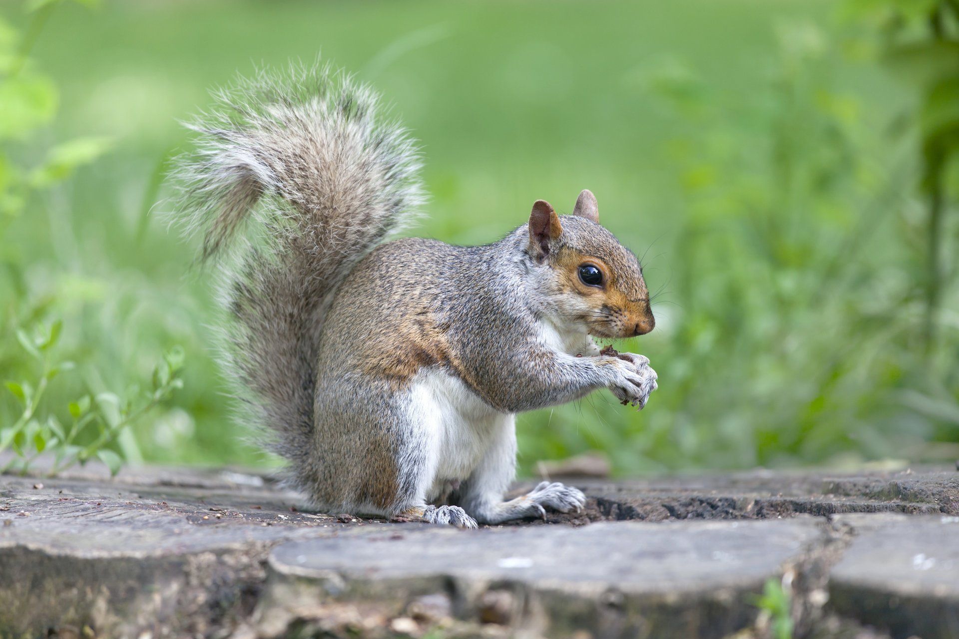 Seymour pest control, squirrels, moles, rabbits, pest control
