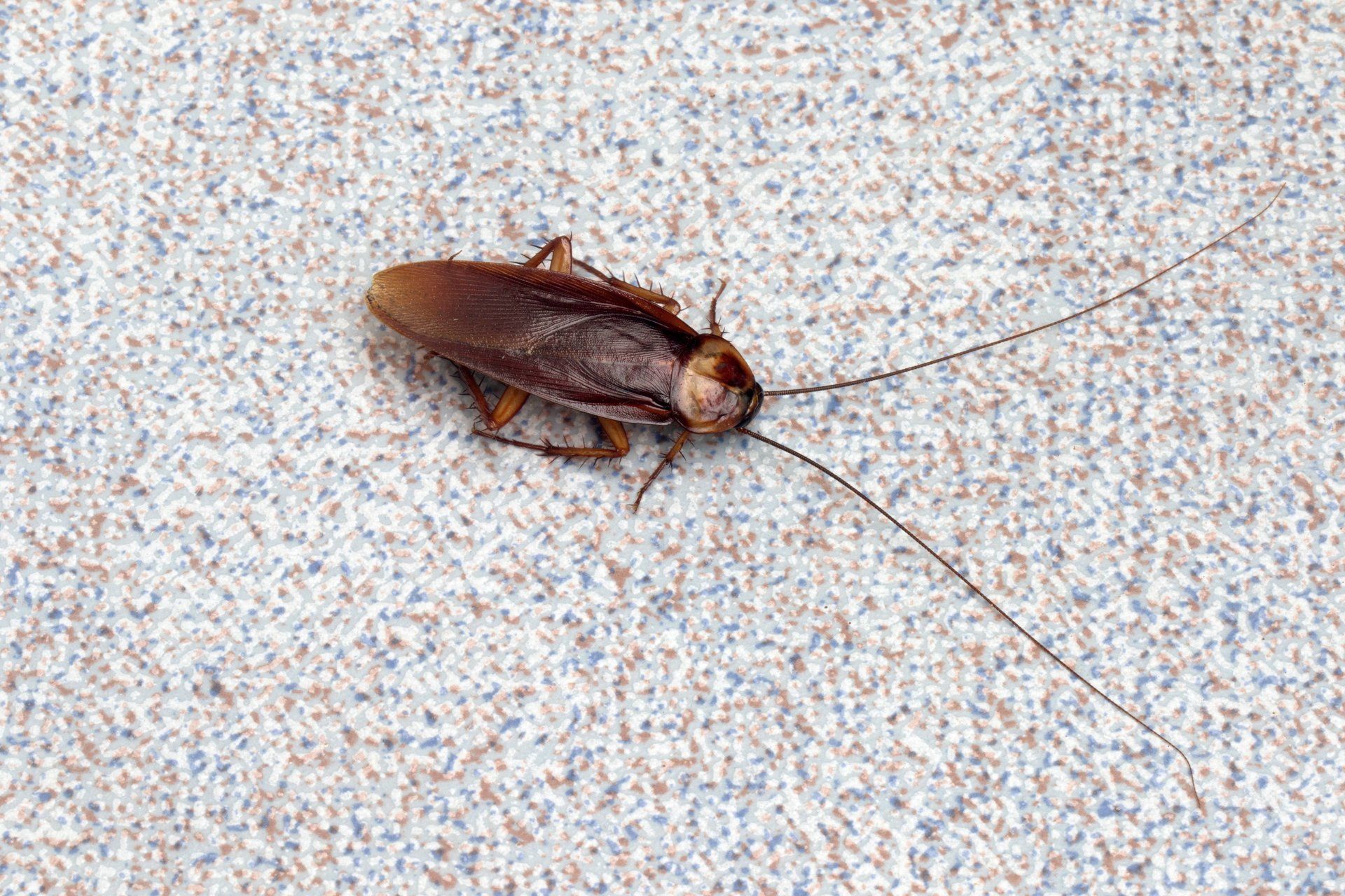 Seymour pest control, fumigation, pest control