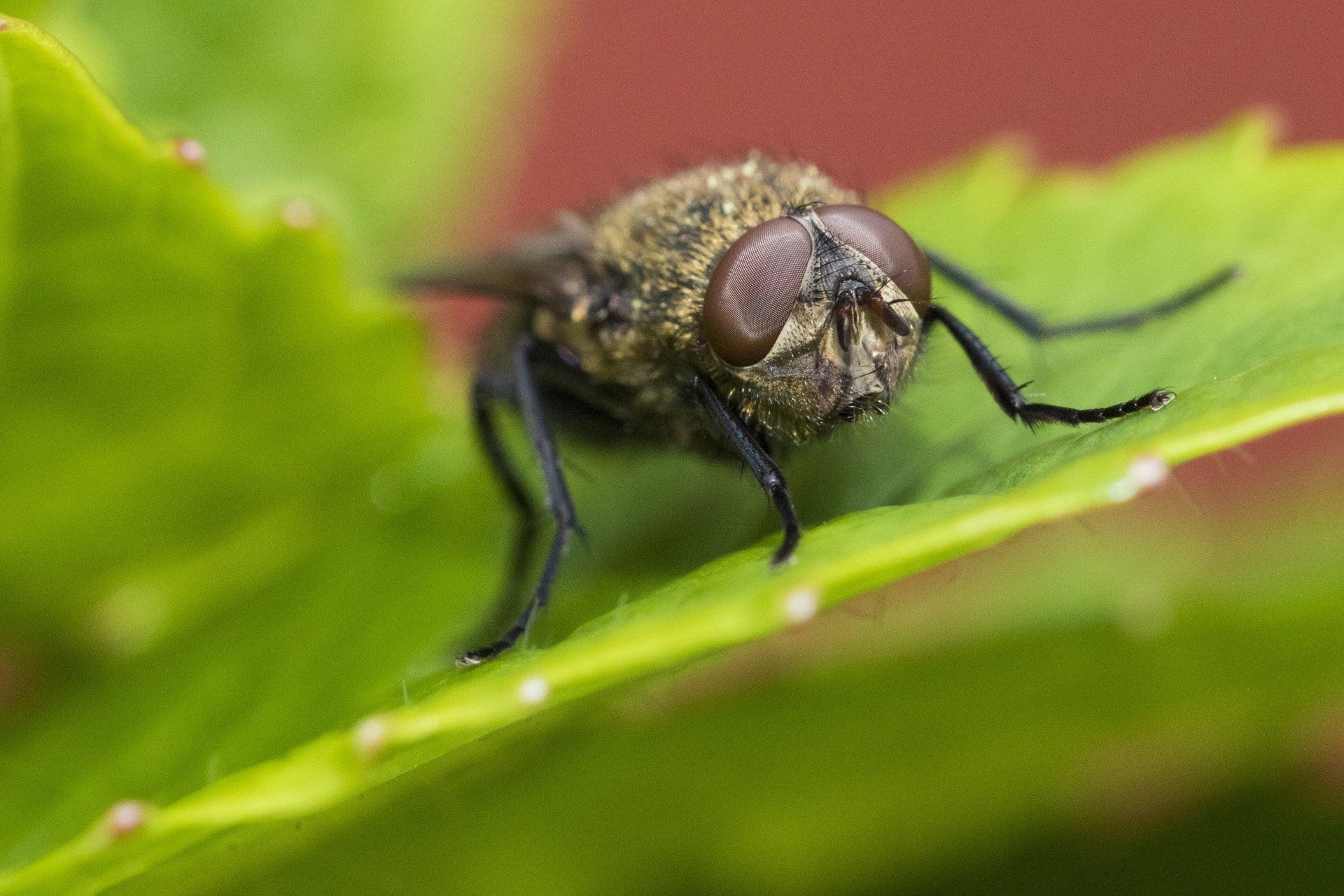 Seymour pest control, insects, pest control