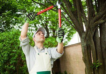 Residential Tree Trimming Service — Hastings, MN — Rivertown Tree Service Residential Tree Trimming Service — Hastings, MN — Rivertown Tree Service