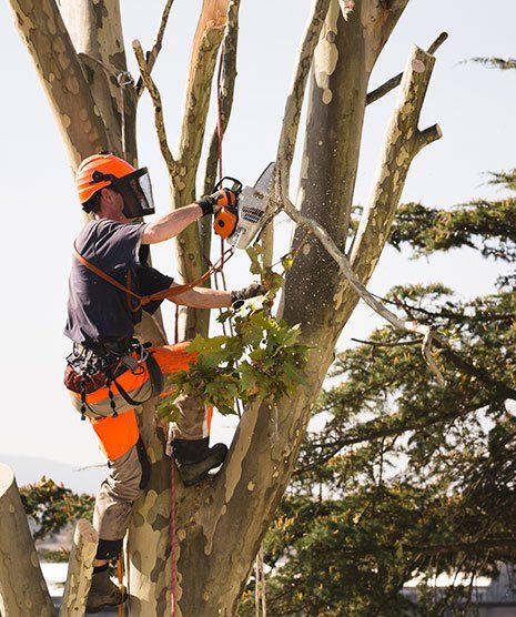 Man Sawing Top of the Tree — Hastings, MN — Rivertown Tree Service Man Sawing Top of the Tree — Hastings, MN — Rivertown Tree Service