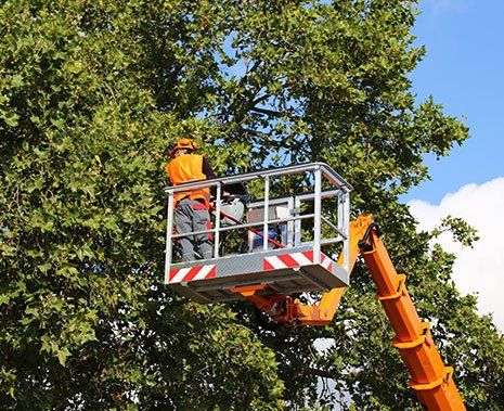Man Trimming the Tree — Hastings, MN — Rivertown Tree Service Man Trimming the Tree — Hastings, MN — Rivertown Tree Service