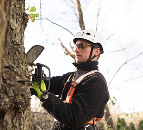 Man Pruning the Tree — Hastings, MN — Rivertown Tree Service Man Pruning the Tree — Hastings, MN — Rivertown Tree Service