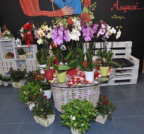 orchidee
