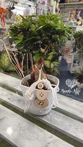 bonsai