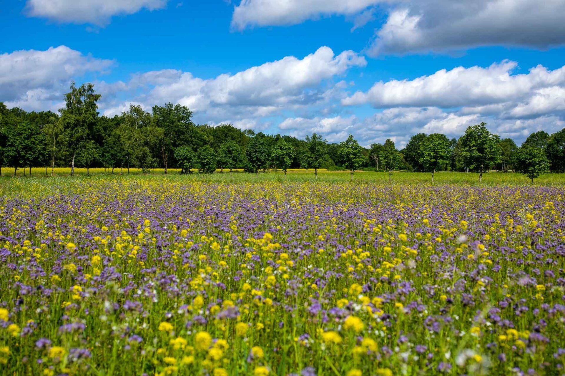 Blühwiese in voller Pracht