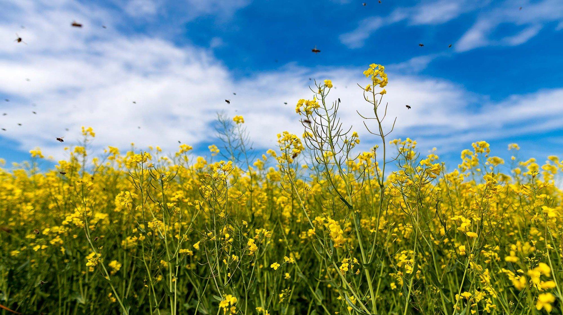 Blühwiese in voller Pracht
