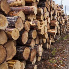 seasoned hardwood logs