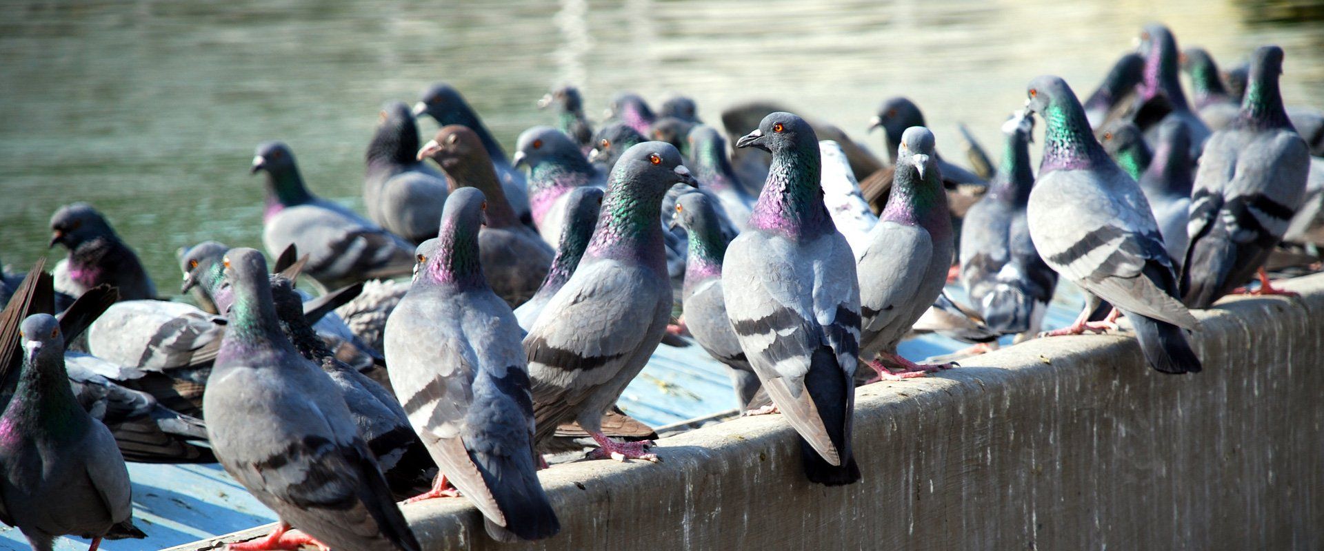 Pigeon Control