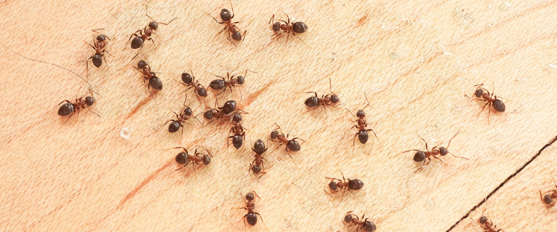 ant control