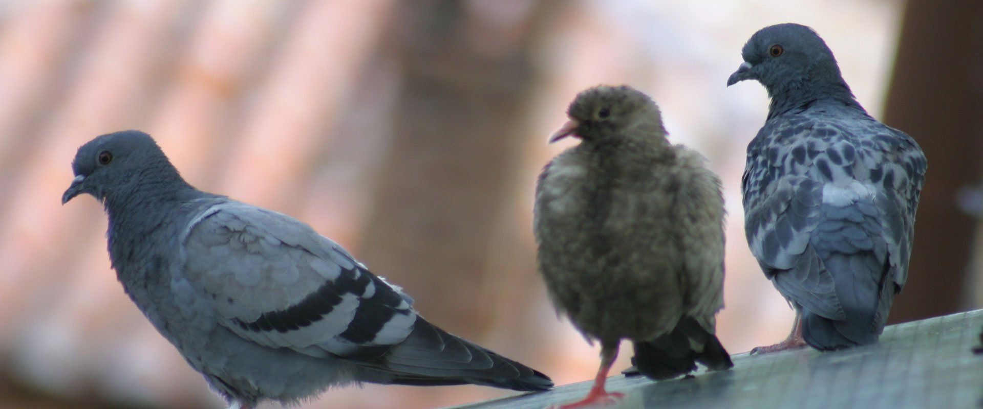 pigeons