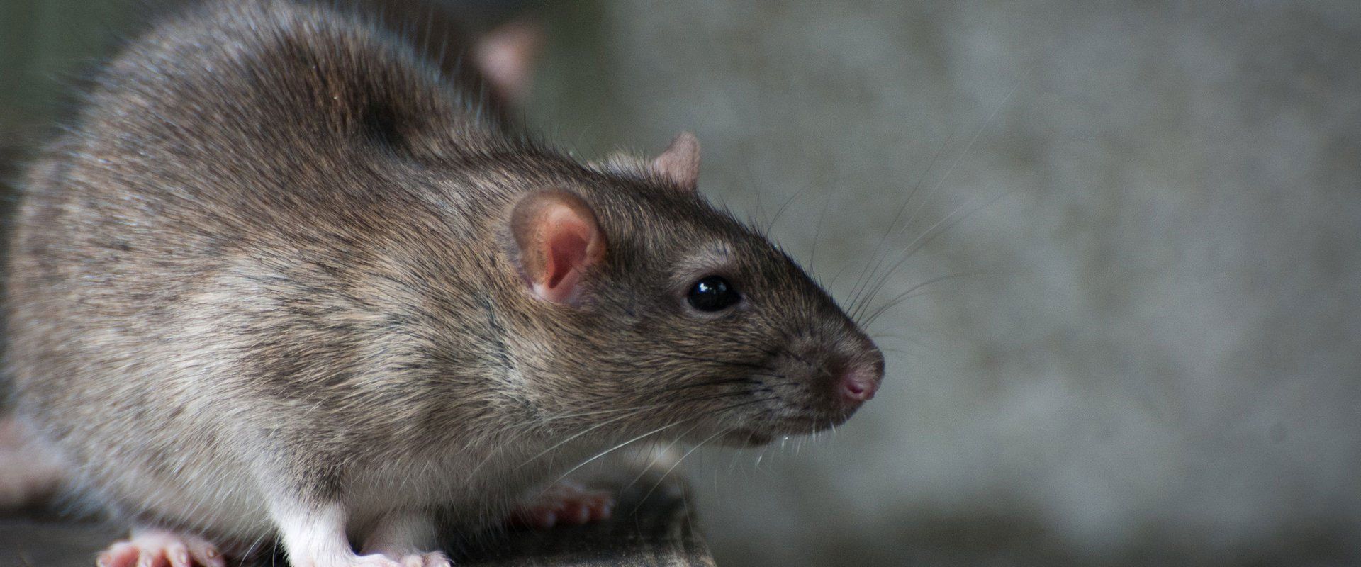Domestic and Commercial Pest Control