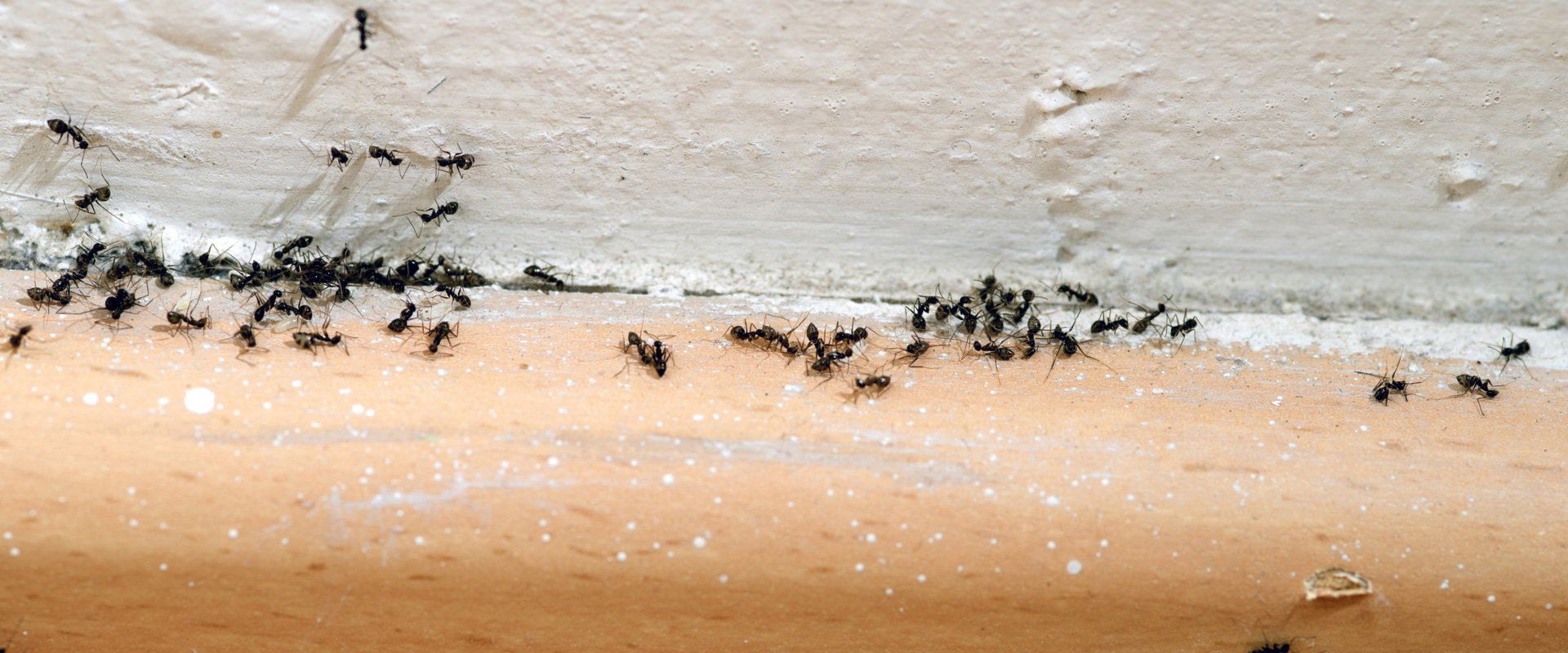 ants